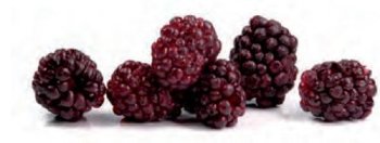 @ Brombeeren (80g)