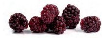 @ Brombeeren (80g)