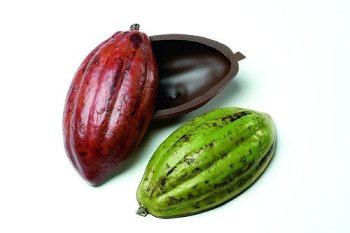 @ Kakaofrucht-Halbschalen bitter groß (8 Stk) SA*