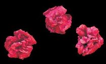 Rosenblüten ganz klein, pink-rot, kristallisiert