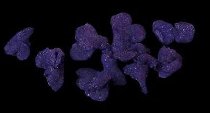 Veilchenblüten ganz blau-violett, kristallisiert