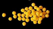 Zucker-Kugeln 'Mimosen-Beeren' gelb, kristallisiert