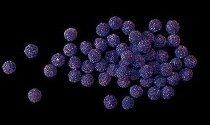 Zucker-Kugeln 'Veilchen-Beeren, blau-lila, kristallisiert