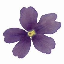 @ Eisenkrautblüten getrocknet violett (50 Stk)