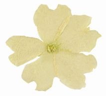 @ Eisenkrautblüten getrocknet weiß (50 Stk)