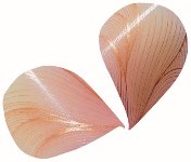 @ Schoko-Dekor Aufleger weiß Blütenblätter gewölbt pastell-rosa (392 Stk)