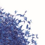 @ Kornblumen blau getrocknet (8g)