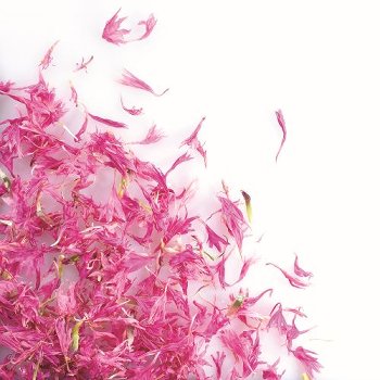 @ Kornblumen rosa getrocknet (8g)