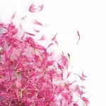@ Kornblumen rosa getrocknet (8g)