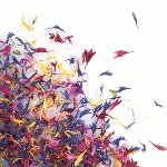 @ Kornblumen- und Ringelblumenblüten getrocknet (12g)