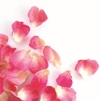 @ Rosenblütenblätter klein rosa gefriergetrocknet (2g)