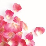 @ Rosenblütenblätter klein rosa gefriergetrocknet (2g)