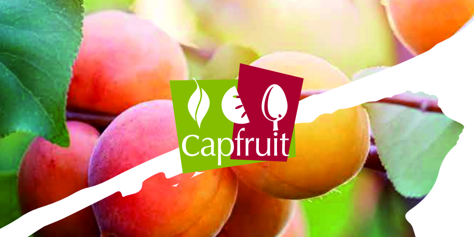 Capfruit